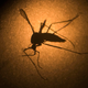 De acuerdo con un nuevo estudio, los mosquitos que creen que están llenos no pican.